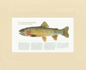 Rio Grande Cutthroat Trout