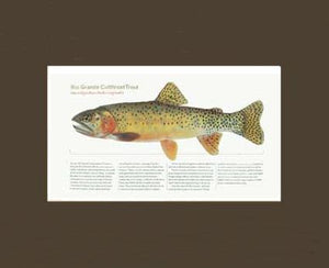 Rio Grande Cutthroat Trout