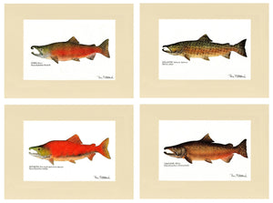 Salmon Print Set - Charting Nature