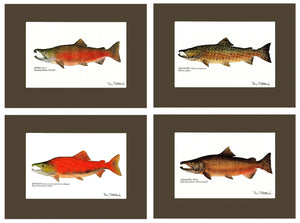 Salmon Print Set - Charting Nature