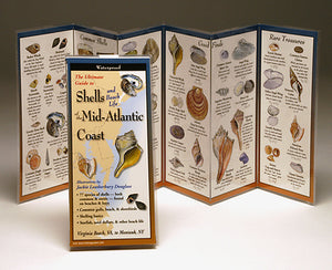 SHELLS OF THE MID-ATLANTIC COAST FOLDING GUIDE - Charting Nature