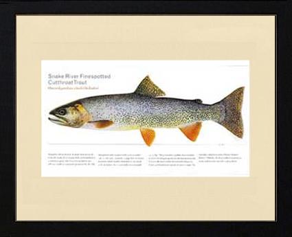 Snake River Cutthroat Trout |  Matted Tomelleri Trout Fish Print