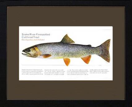 Snake River Cutthroat Trout |  Matted Tomelleri Trout Fish Print