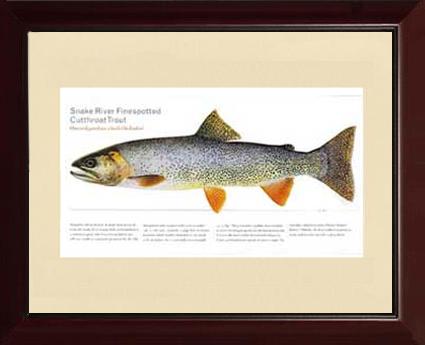 Snake River Cutthroat Trout |  Matted Tomelleri Trout Fish Print
