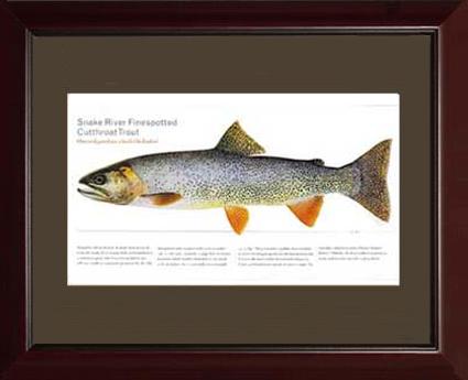 Snake River Cutthroat Trout |  Matted Tomelleri Trout Fish Print