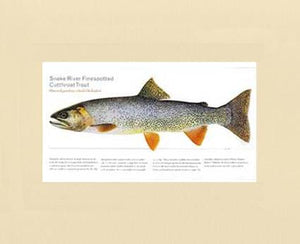 Snake River Cutthroat Trout