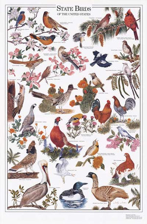 State Birds Species Identification Poster 