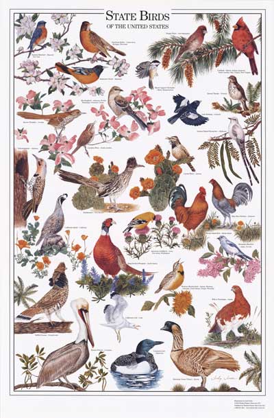 State Birds Poster Identification Chart