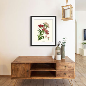 Sweet William