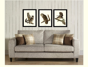 Audubon Owl Wall Art Print Set
