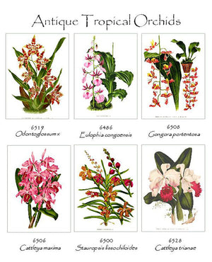 Tropical Orchid Note Card Set