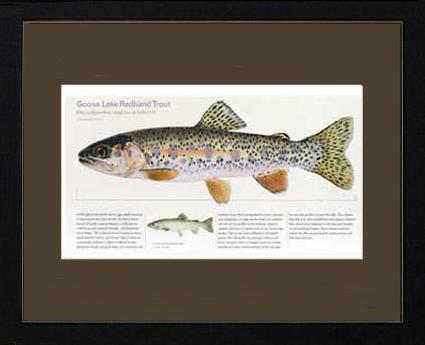 Goose Lake Redband Trout |  Matted Tomelleri Trout Fish Print