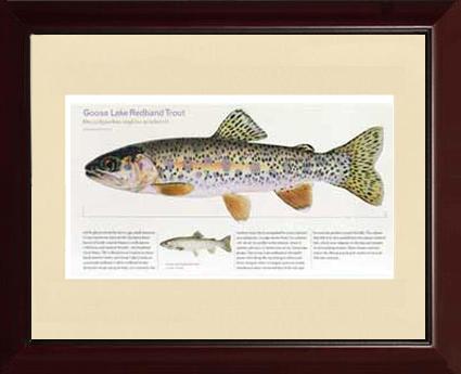 Goose Lake Redband Trout |  Matted Tomelleri Trout Fish Print