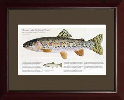 Goose Lake Redband Trout |  Matted Tomelleri Trout Fish Print