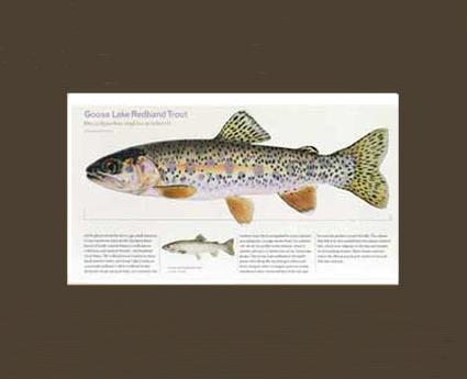 Goose Lake Redband Trout |  Matted Tomelleri Trout Fish Print