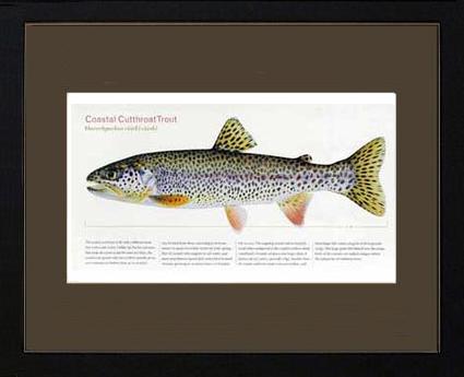 Coastal Cutthroat Trout |  Matted Tomelleri Trout Fish Print