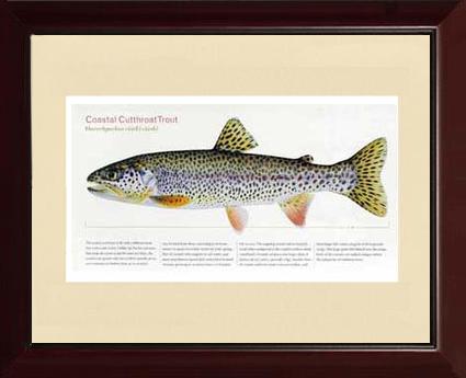 Coastal Cutthroat Trout |  Matted Tomelleri Trout Fish Print
