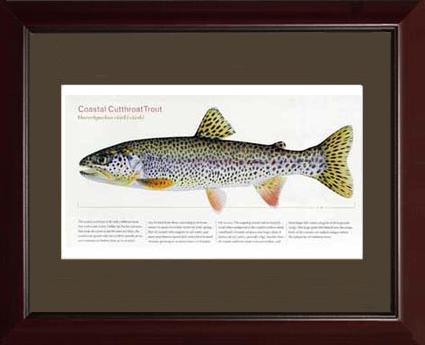 Coastal Cutthroat Trout |  Matted Tomelleri Trout Fish Print