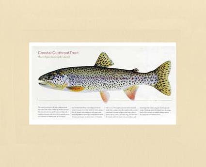 Coastal Cutthroat Trout