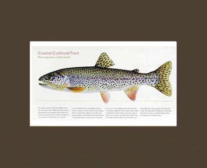 Coastal Cutthroat Trout |  Matted Tomelleri Trout Fish Print