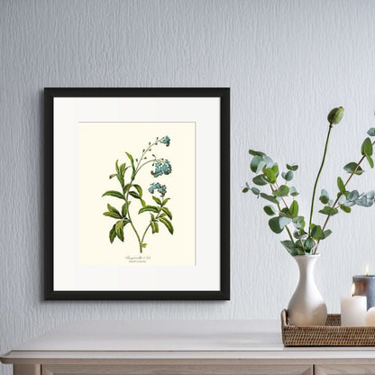 Forget-me-not | Flower/Floral Art Print