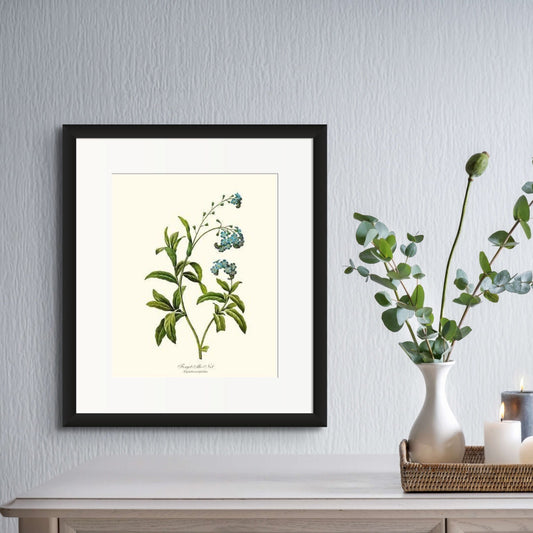 Forget-me-not | Flower/Floral Art Print