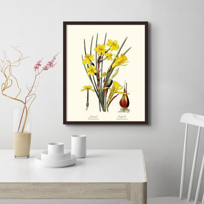 Daffodil | Flower/Floral Art Print
