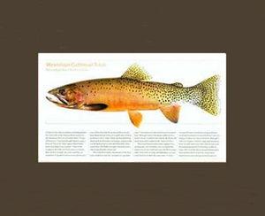 Westslope Cutthroat