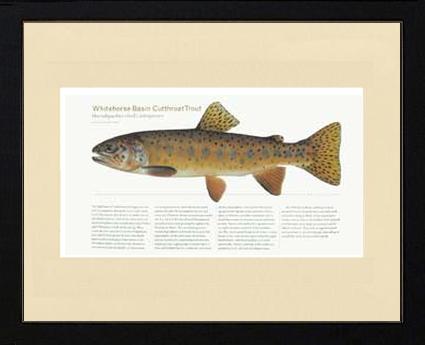 Whitehorse Basin Cutthroat |  Matted Tomelleri Trout Fish Print