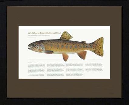 Whitehorse Basin Cutthroat |  Matted Tomelleri Trout Fish Print