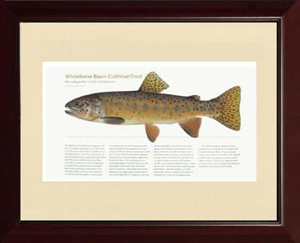 Whitehorse Basin Cutthroat |  Matted Tomelleri Trout Fish Print