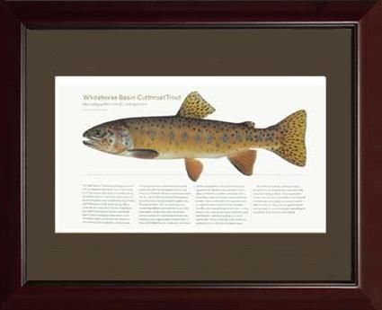 Whitehorse Basin Cutthroat |  Matted Tomelleri Trout Fish Print