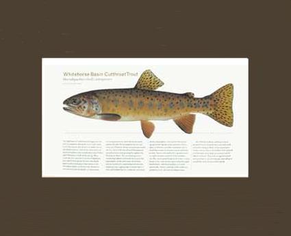 Whitehorse Basin Cutthroat |  Matted Tomelleri Trout Fish Print