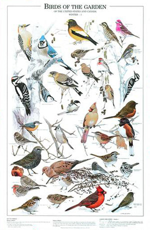 Backyard Bird Poster |  Birds of the Garden - Winter Identification Chart (Eastern Birds)