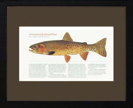 Yellow Stone Cutthroat Trout |  Matted Tomelleri Trout Fish Print