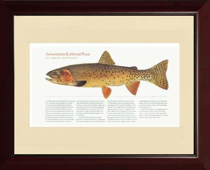 Yellow Stone Cutthroat Trout |  Matted Tomelleri Trout Fish Print