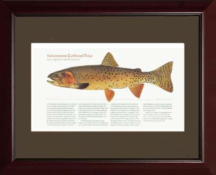 Yellow Stone Cutthroat Trout |  Matted Tomelleri Trout Fish Print