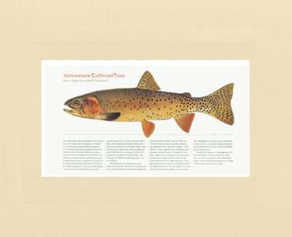 Yellow Stone Cutthroat Trout