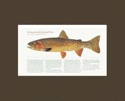 Yellow Stone Cutthroat Trout |  Matted Tomelleri Trout Fish Print