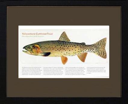 Yellowstone Cutthroat Trout |  Matted Tomelleri Trout Fish Print