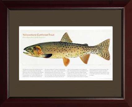 Yellowstone Cutthroat Trout |  Matted Tomelleri Trout Fish Print