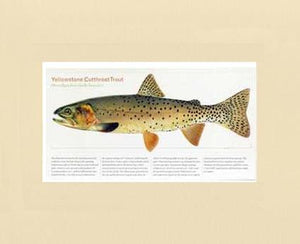 Yellowstone Cutthroat Trout