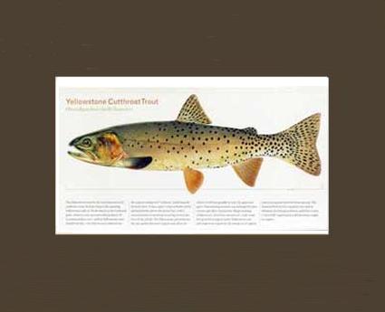 Yellowstone Cutthroat Trout |  Matted Tomelleri Trout Fish Print